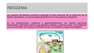 PATOGENIA
Las esporas de Bacillus anthracis alcanzan el sitio primario de la infección en el
tejido subcutáneo, la mucosa gastrointestinal o en los espacios alveolares.
En las localizaciones cutáneas y gastrointestinales, los bacilos germinan
lentamente, liberando toxinas que generan edema y necrosis local. Si la infección
no es controlada, los bacilos se diseminan por vía linfática y luego hematógena.
 