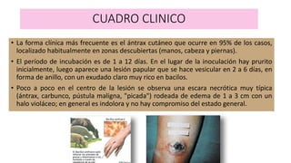 CUADRO CLINICO
• La forma clínica más frecuente es el ántrax cutáneo que ocurre en 95% de los casos,
localizado habitualmente en zonas descubiertas (manos, cabeza y piernas).
• El período de incubación es de 1 a 12 días. En el lugar de la inoculación hay prurito
inicialmente, luego aparece una lesión papular que se hace vesicular en 2 a 6 días, en
forma de anillo, con un exudado claro muy rico en bacilos.
• Poco a poco en el centro de la lesión se observa una escara necrótica muy típica
(ántrax, carbunco, pústula maligna, "picada") rodeada de edema de 1 a 3 cm con un
halo violáceo; en general es indolora y no hay compromiso del estado general.
 