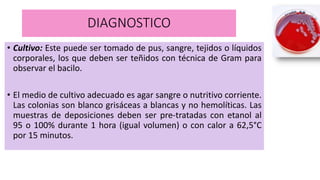 DIAGNOSTICO
• Cultivo: Este puede ser tomado de pus, sangre, tejidos o líquidos
corporales, los que deben ser teñidos con técnica de Gram para
observar el bacilo.
• El medio de cultivo adecuado es agar sangre o nutritivo corriente.
Las colonias son blanco grisáceas a blancas y no hemolíticas. Las
muestras de deposiciones deben ser pre-tratadas con etanol al
95 o 100% durante 1 hora (igual volumen) o con calor a 62,5°C
por 15 minutos.
 