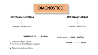 DIAGNÓSTICO
COSTRAS MELICÉRICAS
Impétigo Estreptocócico
AMPOLLAS FLACIDAS
Impétigo estafilocócico
Confirmación: GRAM – CULTIVO
Liquido Lesión
TRATAMIENTOS
 Eliminación de las costras
 con fomento de sulfatos de zinc/cobre
 Tratamiento antimicrobiano
8-10 días
 