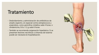 Tratamiento
◦ Desbridamiento y administración de antibióticos de
amplio espectro, en especial contra estreptococos y
anaerobios, como penicilina cristalina cada 4 horas, o
clindamicina, 0.6 a 1.2 g cada 6 horas.
◦ También se recomienda oxigenación hiperbárica. Si se
presentan lesiones necróticas o síntomas de toxemia
puede ser necesaria la hospitalización.
 