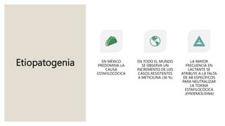 Etiopatogenia EN MÉXICO
PREDOMINA LA
CAUSA
ESTAFILOCÓCICA
EN TODO EL MUNDO
SE OBSERVA UN
INCREMENTO DE LOS
CASOS RESISTENTES
A METICILINA (36 %)
LA MAYOR
FRECUENCIA EN
LACTANTE SE
ATRIBUYE A LA FALTA
DE AB ESPECÍFICOS
PARA NEUTRALIZAR
LA TOXINA
ESTAFILOCÓCICA
(EPIDEMOLISINA)
 