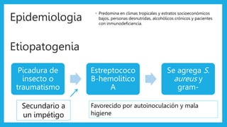 Epidemiologia
◦ Predomina en climas tropicales y estratos socioeconómicos
bajos, personas desnutridas, alcohólicos crónicos y pacientes
con inmunodeficiencia.
Etiopatogenia
Picadura de
insecto o
traumatismo
Estreptococo
B-hemolitico
A
Se agrega S.
aureus y
gram-
Secundario a
un impétigo
Favorecido por autoinoculación y mala
higiene
 