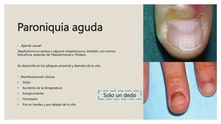 Paroniquia aguda
◦ Agente causal:
Staphylococcus aureus y algunos streptococcus, también, con menos
frecuencia, especies de Pseudomonas o Proteus.
Se desarrolla en los pliegues proximal y laterales de la uña.
◦ Manifestaciones clínicas
• Dolor
• Aumento de la temperatura
• Enrojecimiento
• Hinchazón
• Pus en bordes y por debajo de la uña
Solo un dedo
 