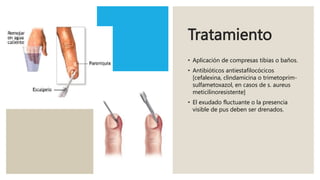 Tratamiento
• Aplicación de compresas tibias o baños.
• Antibióticos antiestafilocócicos
[cefalexina, clindamicina o trimetoprim-
sulfametoxazol, en casos de s. aureus
meticilinoresistente]
• El exudado fluctuante o la presencia
visible de pus deben ser drenados.
 