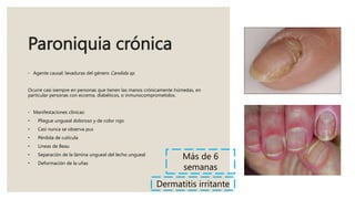 Paroniquia crónica
◦ Agente causal: levaduras del género Candida sp.
Ocurre casi siempre en personas que tienen las manos crónicamente húmedas, en
particular personas con eccema, diabéticos, o inmunocomprometidos.
◦ Manifestaciones clínicas:
• Pliegue ungueal doloroso y de color rojo
• Casi nunca se observa pus
• Pérdida de cutícula
• Lineas de Beau
• Separación de la lámina ungueal del lecho ungueal
• Deformación de la uñas
Más de 6
semanas
Dermatitis irritante
 