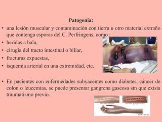 Patogenia:
• una lesión muscular y contaminación con tierra u otro material extraño
que contenga esporas del C. Perfringens, como :
• heridas a bala,
• cirugía del tracto intestinal o biliar,
• fracturas expuestas,
• isquemia arterial en una extremidad, etc.
• En pacientes con enfermedades subyacentes como diabetes, cáncer de
colon o leucemias, se puede presentar gangrena gaseosa sin que exista
traumatismo previo.
 