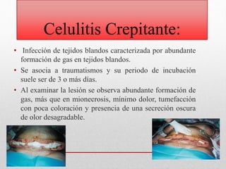 Celulitis Crepitante:
• Infección de tejidos blandos caracterizada por abundante
formación de gas en tejidos blandos.
• Se asocia a traumatismos y su periodo de incubación
suele ser de 3 o más días.
• Al examinar la lesión se observa abundante formación de
gas, más que en mionecrosis, mínimo dolor, tumefacción
con poca coloración y presencia de una secreción oscura
de olor desagradable.
 
