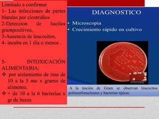 Limitado a confirmar
1- Las infecciones de partes
blandas por clostridios
2-Deteccion de bacilos
grampositivos,
3-Ausencia de leucositos,
4- incuba en 1 día o menos .
5- INTOXICACIÓN
ALIMENTARIA:
 por aislamiento de mas de
10 a la 5 mo x gramo de
alimento.
 + de 10 a la 6 bacterias x
gr de heces
A la tinción de Gram se observan leucocitos
polimorfonucleares y bacterias típicas.
 