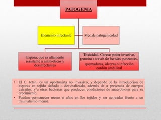 • El C. tetani es un oportunista no invasivo, y depende de la introducción de
esporas en tejido dañado o desvitalizado, además de a presencia de cuerpos
extraños, y/u otras bacterias que producen condiciones de anaerobiosis para su
crecimiento.
• Pueden permanecer meses o años en los tejidos y ser activadas frente a un
traumatismo menor.
PATOGENIA
Espora, que es altamente
resistente a antibióticos y
desinfectantes
Toxicidad. Carece poder invasivo,
penetra a través de heridas punzantes,
quemaduras, úlceras o infección
cordón umbilical
Elemento infectante Mec.de patogenicidad
 