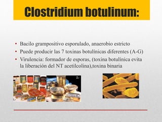 Clostridium botulinum:
• Bacilo grampositivo esporulado, anaerobio estricto
• Puede producir las 7 toxinas botulínicas diferentes (A-G)
• Virulencia: formador de esporas, (toxina botulínica evita
la liberación del NT acetilcolina),toxina binaria
 