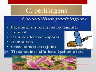C. perfringens
 
