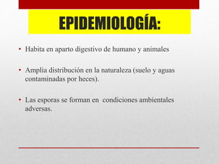 EPIDEMIOLOGÍA:
• Habita en aparto digestivo de humano y animales
• Amplia distribución en la naturaleza (suelo y aguas
contaminadas por heces).
• Las esporas se forman en condiciones ambientales
adversas.
 