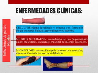 ENFERMEDADES CLÍNICAS:
Infeccionesdepartes
blandas
CELULITIS:edema localizado y eritema con formación
de gas en partes blandas; generalmente es indoloro
MIOSITIS SUPURATIVA: acumulación de pus (supuración)en
planos musculares, sin necrosis muscular ni síntomas sistémicos.
MIONECROSIS: destrucción rápida dolorosa de t. muscular;
diseminación sistémica con mortalidad alta.
 