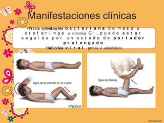 Manifestaciones clínicas
   •Previa colonización b a c t e r i a n a d e n a s o u
  o r o f a r i n g e o síntomas G I , p u e d e e s t a r
s e g u i d a p o r u n e s t a d o d e por t a dor
                       pr ol onga do
             •Infección v i r a l previa o simultánea
 