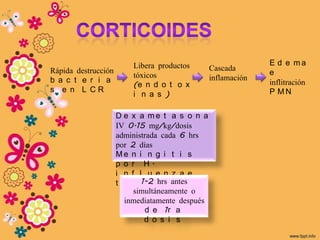 Libera productos                     E d e ma
Rápida destrucción                              Cascada
                         tóxicos                              e
b a c t e r i a                                 inflamación
                         (e n d o t o x                       inflitración
s e n L CR
                         i n a s )                            P MN


                     D e x a me t a s o n a
                     IV 0.15 mg/kg/dosis
                     administrada cada 6 hrs
                     por 2 días
                     Me n i n g i t i s
                     p o r H.
                     i n f l u e n z a e
                            1-2 .
                     t i p o b hrs antes
                          simultáneamente o
                       inmediatamente después
                              d e 1r a
                             d o s i s
 