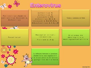 e c h o v i r u s 11,
                                                e c h o v i r u s 9,
  P o l i o v i r u s (1,2,3)- n o
                                               c o x s a c k i e B 5,
p o l i o v i r u s Co x s a k i e ,                                                      Verano y comienzos de Otoño
                                            e c h o v i r u s 30, 4, 6;
          Ec h o v i r u s
                                        c o x s a c k i e B 2, B 4, B 3 y
                                       A 9, e c h o v i r u s 3, 7, 5 y 24




                                             Re c e p t o r v i r a l :                      S i n t o ma s d e
        F e c a l -o r a l                       i n t e s t i n o                          me n i n g i t i s o
                                               1° v i r e m i a : 3° día              me n i n g o e n c e f a l i t i s




                                         La infiltración linfocitaria es prominente
                                         alrededor de los vasos sanguíneos e n
                                        l a s u s t a n c i a b l a n c a
                                       y g a n g l i o s d e l a b a s e
 