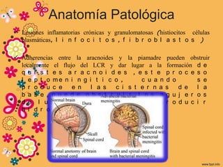 Anatomía Patológica
 Lesiones inflamatorias crónicas y granulomatosas (histiocitos células
  plasmáticas, l i n f o c i t o s , f i b r o b l a s t o s )

 Adherencias entre la aracnoides y la piamadre pueden obstruir
  localmente el flujo del LCR y dar lugar a la formación d e
  q u i s t e s a r a c n o i d e s , e s t e p r o c e s o
  l e p t o me n i n g i t i c o ,       c u a n d o     s e
  p r o d u c e     e n   l a s  c i s t e r n a s   d e l a
  b a s e , p u e d e o b s t r u i r l o s a g u j e r o s
  d e l u s c h k a y ma g e n d i e y p r o d u c i r
  h i d r o c e f a l i a
 