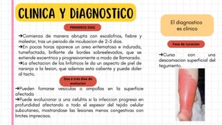 PRIMEROS DIAS
➔Comienza de manera abrupta con escalofrios, fiebre y
malestar, tras un periodo de incubacion de 2-5 dias.
➔En pocas horas aparece un area eritematosa e indurada,
tumefactada, brillante de bordes sobreelevados, que se
extiende excentrica y progresivamente a modo de llamarada.
➔La afectacion de los linfaticos le da un aspecto de piel de
naranja a la lesion, que ademas esta caliente y puede doler
al tacto.
Dos o tres dias de
evolucion
Fase de curacion
El diagnostico
es clinico
CLINICA y diagnostico
➔Pueden fomarse vesiculas o ampollas en la superficie
afectada
➔Puede evolucionar a una celulitis si la infeccion progresa en
profundidad afectando a todo el espesor del tejido celular
subcutaneo, mostrandose las lesiones menos congestivas con
limites imprecisos.
➔Cursa con una
descamacion superficial del
tegumento.
 