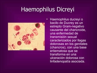 Haemophilus Dicreyi   Haemophilus ducreyi o bacilo de Ducrey es un estrepto Gram-negativo causante del chancroide, una enfermedad de transmisión sexual caracterizados por llagas dolorosas en los genitales (chancros), con una base eritematosa que se transforma en una ulceración dolorosa con linfadenopatía asociada.  