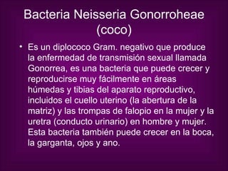 Bacteria Neisseria Gonorroheae (coco) Es un diplococo Gram. negativo que produce la enfermedad de transmisión sexual llamada Gonorrea, es una bacteria que puede crecer y reproducirse muy fácilmente en áreas húmedas y tibias del aparato reproductivo, incluidos el cuello uterino (la abertura de la matriz) y las trompas de falopio en la mujer y la uretra (conducto urinario) en hombre y mujer. Esta bacteria también puede crecer en la boca, la garganta, ojos y ano. 