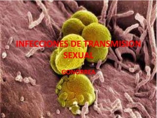 INFECCIONES DE TRANSMISION
          SEXUAL
         GONORREA
 