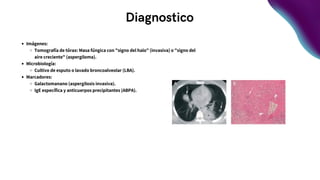 Diagnostico
Imágenes:
Tomografía de tórax: Masa fúngica con "signo del halo" (invasiva) o "signo del
aire creciente" (aspergiloma).
Microbiología:
Cultivo de esputo o lavado broncoalveolar (LBA).
Marcadores:
Galactomanano (aspergilosis invasiva).
IgE específica y anticuerpos precipitantes (ABPA).
 