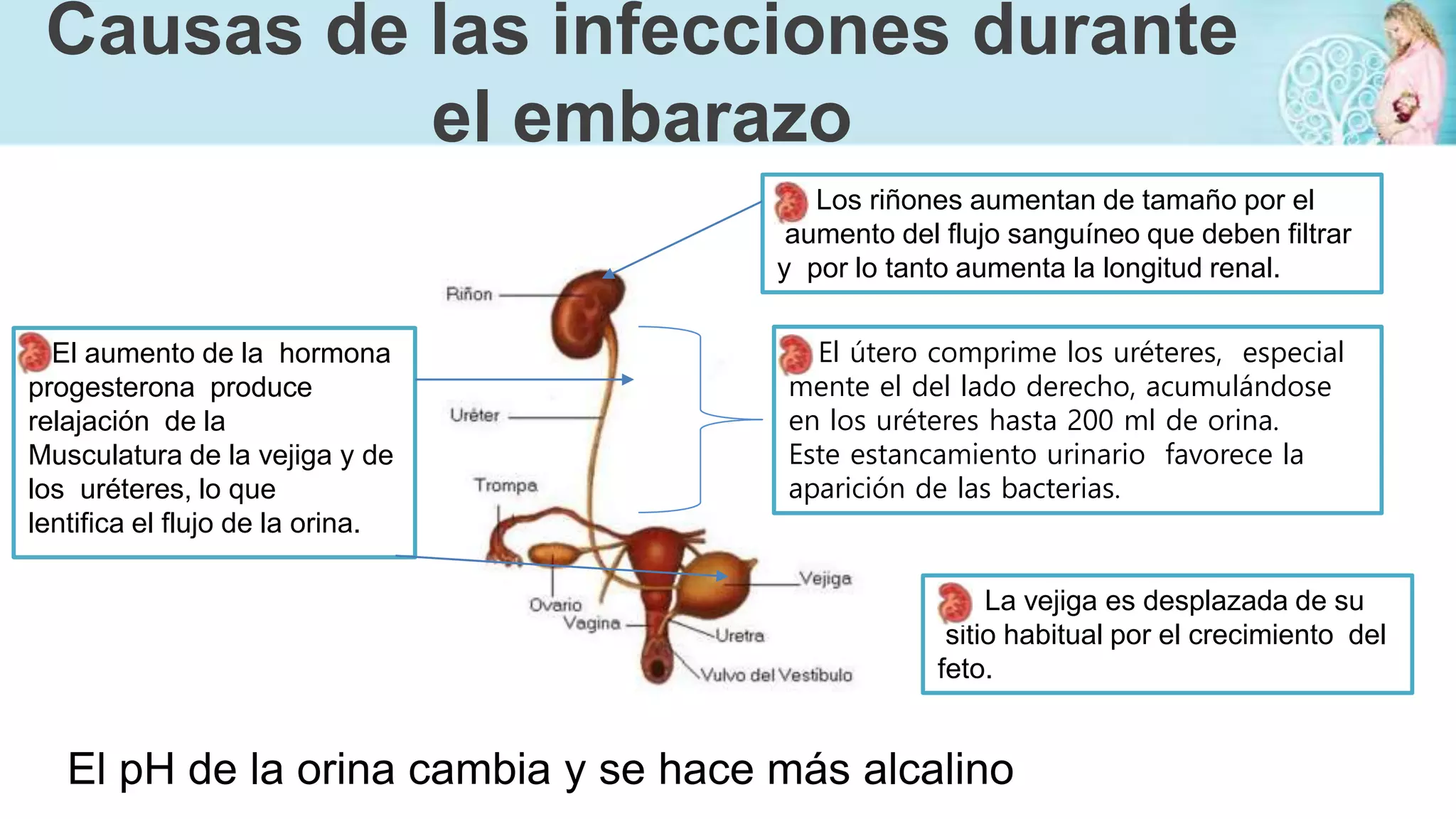 Infecciones de vías urinarias durante el embarazo | PPTX