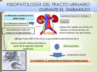 infecciones-de-vias-urinarias-en-el-embarazo-ppt