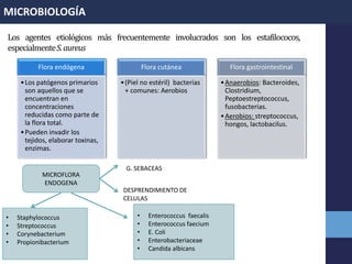 Flora endógena
•Los patógenos primarios
son aquellos que se
encuentran en
concentraciones
reducidas como parte de
la flora total.
•Pueden invadir los
tejidos, elaborar toxinas,
enzimas.
Flora cutánea
•(Piel no estéril) bacterias
+ comunes: Aerobios
Flora gastrointestinal
•Anaerobios: Bacteroides,
Clostridium,
Peptoestreptococcus,
fusobacterias.
•Aerobios: streptococcus,
hongos, lactobacilus.
MICROBIOLOGÍA
Los agentes etiológicos más frecuentemente involucrados son los estafilococos,
especialmenteS.aureus
MICROFLORA
ENDOGENA
G. SEBACEAS
DESPRENDIMIENTO DE
CELULAS
• Staphylococcus
• Streptococcus
• Corynebacterium
• Propionibacterium
• Enterococcus faecalis
• Enterococcus faecium
• E. Coli
• Enterobacteriaceae
• Candida albicans
 