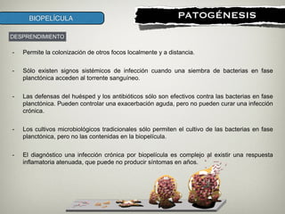 !
PATOGÉNESISBIOPELÍCULA
- Permite la colonización de otros focos localmente y a distancia.
!
- Sólo existen signos sistémicos de infección cuando una siembra de bacterias en fase
planctónica acceden al torrente sanguíneo.
!
- Las defensas del huésped y los antibióticos sólo son efectivos contra las bacterias en fase
planctónica. Pueden controlar una exacerbación aguda, pero no pueden curar una infección
crónica.
!
- Los cultivos microbiológicos tradicionales sólo permiten el cultivo de las bacterias en fase
planctónica, pero no las contenidas en la biopelícula.
!
- El diagnóstico una infección crónica por biopelícula es complejo al existir una respuesta
inflamatoria atenuada, que puede no producir síntomas en años.
DESPRENDIMIENTO
 