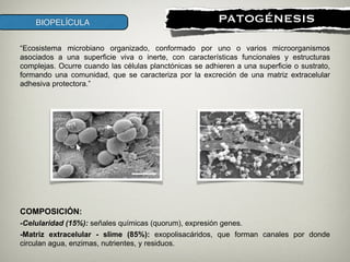 !
PATOGÉNESISBIOPELÍCULA
“Ecosistema microbiano organizado, conformado por uno o varios microorganismos
asociados a una superficie viva o inerte, con características funcionales y estructuras
complejas. Ocurre cuando las células planctónicas se adhieren a una superficie o sustrato,
formando una comunidad, que se caracteriza por la excreción de una matriz extracelular
adhesiva protectora.”
COMPOSICIÓN:
-Celularidad (15%): señales químicas (quorum), expresión genes.
-Matriz extracelular - slime (85%): exopolisacáridos, que forman canales por donde
circulan agua, enzimas, nutrientes, y residuos.
 