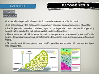 !
PATOGÉNESISBIOPELÍCULA
MADURACIÓN
EXPANSIÓN
- La biopelícula permite el crecimiento bacteriano en un ambiente hostil.
- Los anticuerpos y los antibióticos no pueden penetrar completamente el glicocálix.
- La biopelícula sintetiza catalasa, que la protege del peróxido de hidrógeno y
desactiva los productos del estrés oxidativo de los fagocitos.
- Alteraciones en el pH, la osmolaridad, la temperatura promueven la expresión de
genes, desarrollando nuevas características fenotípicas que aumenta su resistencia al
medio.
- El uso de antibióticos ejerce una presión positiva en la selección de los fenotipos
más resistentes.
 