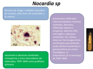 Nocardia sp 
factores de riesgo: múltiples episodios 
de rechazo, altas dosis de esteroides y 
la uremia. 
pulmonares infiltrados 
reticulonodulares, lesiones 
cavitadas, abscesos, 
infiltrados lobares y 
empiema. afección SNC, 
meningitis o abscesos 
cerebrales. Dx: cultivo, 
observar microorganismos 
ramificados parcialmente 
ácido alcohol resistentes o 
grampositivos en cortes 
histológicos. El 
tratamiento (3–4 semanas) 
de TMP–SMX. 
neumonía o abscesos cerebrales. 
ciclosporina y otros ahorradores de 
esteroides, TMP–SMX como profilaxis 
primaria 
 