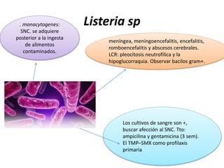 Listeria sp . monocytogenes: 
SNC. se adquiere 
posterior a la ingesta 
de alimentos 
contaminados. 
meníngea, meningoencefalitis, encefalitis, 
romboencefalitis y abscesos cerebrales. 
LCR: pleocitosis neutrofílica y la 
hipoglucorraquia. Observar bacilos gram+. 
Los cultivos de sangre son +, 
buscar afección al SNC. Tto: 
ampicilina y gentamicina (3 sem). 
El TMP–SMX como profilaxis 
primaria 
 