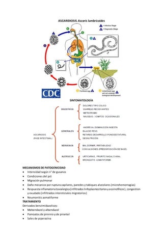 ASCARIDIOSIS Ascaris lumbricoides 
SINTOMATOLOGÍA 
MECANISMOS DE PATOGENICIDAD 
 Intensidad según n° de gusanos 
 Condiciones del pct 
 Migración pulmonar 
 Daño mecanico por ruptura capilares, paredes y tabiques alveolares (microhemorragias) 
 Respuesta inflamatoria toxialergica (infiltrados linfoplasmocitarios y eosinofilicos), congestion 
y exudado (infiltrados intersticiales migratorios) 
 Neumonitis asmatiforme 
TRATAMIENTO 
Derivados benzimidazolicos: 
 Mebendazol y albendazol 
 Pamoatos de pirvinio y de pirantel 
 Sales de piperazina 
 