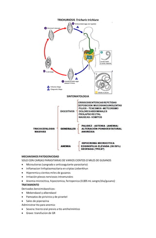 TRICHURIOSIS Trichuris trichiura 
SINTOMATOLOGIA 
MECANISMOS PATOGENICIDAD 
SOLO CON CARGAS PARASITARIAS DE VARIOS CIENTOS O MILES DE GUSANOS 
 Microulceras (sangrado x anticoagulante parasitario) 
 Inlfamacion linfoplasmocitaria en criptas Lieberkhun 
 Hiperemia y cientos miles de gusanos 
 Irritación plexos nerviosos intramurales 
 Anemia microcitica, hipocromica, ferropenica (0.005 mL sangre/dia/gusano) 
TRATAMIENTO 
Derivados benzimidazolicos: 
 Mebendazol y albendazol 
 Pamoatos de pirivinio y de pirantel 
 Sales de piperazina 
Administrar tto para anemia: 
 Severa: hierro oral previo a tto antihelmíntico 
 Grave: transfucion de GR 
 