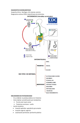 DIAGNOSTICO GEOHELMINTASIS 
Sospecha clínica : Geofagia, Infx masivas: anemia 
Diagnostico certeza: EPSD, indentificaion de helmintos 
ENTEROBIOSIS Enterobius vermicularis 
SINTOMATOLOGIA 
MECANISMOS DE PATOGENICIDAD 
- En su hábitat: no produce daño en el intestino 
- Extra-habitat: sensibilización por metabolitos 
 Prurito anal-nasal-vulvar 
 Trastornos nerviosos - sueño 
- Acción mecánica 
 Invasión apéndice: apendicitis por arrastre 
 Invasión vaginal: vaginitis 
 Localización peritoneal: peritonitis plástica 
 