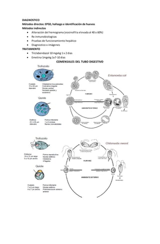DIAGNOSTICO 
Métodos directos: EPSD, hallazgo e identificación de huevos 
Métodos indirectos 
 Alteración del hemograma (eosinofilia elevada al 40 o 60%) 
 Rx inmunobiologicas 
 Pruebas de funcionamiento hepático 
 Diagnostico x imágenes 
TRATAMIENTO 
 Triclabendazol 10 mgxkg 1 x 2 dias 
 Emetina 1mgxkg 1x7-10 dias 
COMENSALES DEL TUBO DIGESTIVO 
 