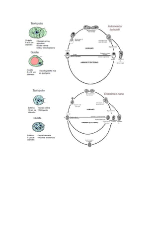 Infecciones gastrointestinales