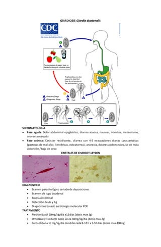 GIARDIOSIS Giardia duodenalis 
SINTOMATOLOGÍA 
 Fase aguda: Dolor abdominal epigástrico, diarrea acuosa, nauseas, vomitos, meteorismo, 
anorexia marcada 
 Fase crónica: Carácter recidivante, diarrea con 4-5 evacuaciones diarias características 
(pastosas de mal olor, lientéricas, esteatorrea) , anorexia, dolores abdominales, Sd de mala 
absorción / baja de peso 
CRISTALES DE CHARCOT-LEYDEN 
DIAGNOSTICO 
 Examen parasitológico seriado de deposiciones 
 Examen de jugo duodenal 
 Biopsia intestinal 
 Detección de Ac y Ag 
 Diagnostico basado en biologia molecular PCR 
TRATAMIENTO 
 Metronidazol 20mg/kg/dia x12 dias (dosis max 1g) 
 Ornidazol y Tinidazol dosis única 50mg/kg/dia (dosis max 2g) 
 Furozolidona 10 mg/kg/dia dividido cada 8-12 h x 7-10 dias (dosis max 400mg) 
 