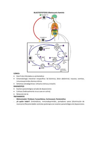 BLASTOCYSTOSIS Blastocystis hominis 
CLÍNICA 
 Gran % de infectados es asintomático 
 Sintomatología intestinal inespecífico: Sd diarreico, dolor abdominal, nauseas, vomitos, 
inmunoseprimidos diarrea crónica 
 Síntomas extradigestivos: Urticaria crónica y sinovitis 
DIAGNOSTICO 
 Examen parasitológico seriado de deposiciones 
 Cultivos (habitualmente no se usan en rutina) 
 Detección de Ac 
TRATAMIENTO 
- Metronizadol, Tinidazol, Furazolidona, Corimoxazol, Pentamidina 
- ¿A quién tratar?: Sintomáticos, inmunodeprimidos, portadores sanos (disminución de 
reservorio) Recomendable controlar posterapia con examen parasitológico de deposiciones 
 