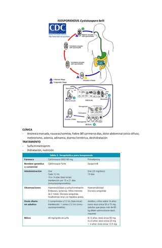 ISOSPORIDIOSIS Cystoisospora belli 
CLÍNICA 
- Anorexia marcada, nauseas/vomitos, fiebre 38°c primeros días, dolor abdominal colico difuso, 
meteorismo, astenia, adinamia, diarrea lientérica, deshidratación 
TRATAMIENTO 
- Sulfa trimetroprim 
- Hidratación, nutrición 
 