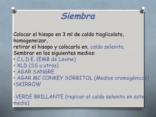 Siembra 
Colocar el hisopo en 3 ml de caldo tioglicolato, 
homogeneizar, 
retirar el hisopo y colocarlo en. caldo selenito. 
Sembrar en los siguientes medios: 
• C.L.D.E. (EMB de Levine) 
• XLD (SS u otros) 
• AGAR SANGRE 
• AGAR MC CONKEY SORBITOL (Medios cromogénicos) 
•SKIRROW 
-VERDE BRILLANTE (repicar el caldo selenito en este 
medio) 
 