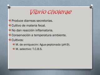Produce diarreas secretorias. 
Cultivo de materia fecal. 
No dan reacción inflamatoria. 
Conservación a temperatura ambiente. 
Cultivos: 
M. de enriquecim: Agua-peptonada (pH:9). 
M. selectivo: T.C.B.S. 
 