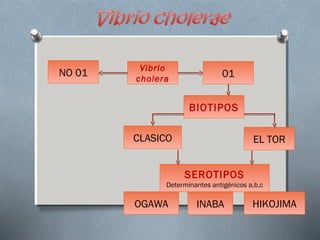 Vibrio 
cholera 
CLASICO 
01 
BIOTIPOS 
SEROTIPOS 
EL TOR 
Determinantes antigénicos a,b,c 
NO 01 
OGAWA INABA HIKOJIMA 
 