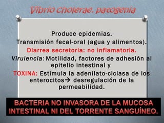Produce epidemias. 
Transmisión fecal-oral (agua y alimentos). 
Diarrea secretoria: no inflamatoria. 
Virulencia: Motilidad, factores de adhesión al 
epitelio intestinal y 
TOXINA: Estimula la adenilato-ciclasa de los 
enterocitos desregulación de la 
permeabilidad. 
 
