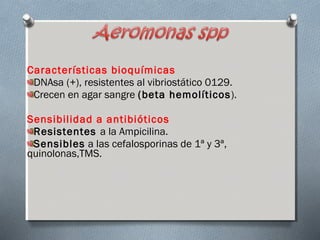 Características bioquímicas 
DNAsa (+), resistentes al vibriostático 0129. 
Crecen en agar sangre (beta hemolíticos). 
Sensibilidad a antibióticos 
Resistentes a la Ampicilina. 
Sensibles a las cefalosporinas de 1ª y 3ª, 
quinolonas,TMS. 
 