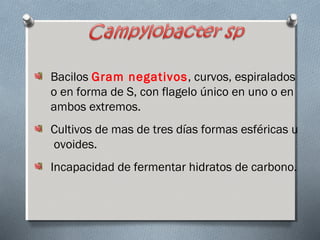 Bacilos Gram negativos, curvos, espiralados 
o en forma de S, con flagelo único en uno o en 
ambos extremos. 
Cultivos de mas de tres días formas esféricas u 
ovoides. 
Incapacidad de fermentar hidratos de carbono. 
 