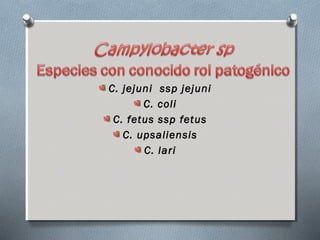 C. jejuni ssp jejuni 
C. coli 
C. fetus ssp fetus 
C. upsaliensis 
C. lari 
 